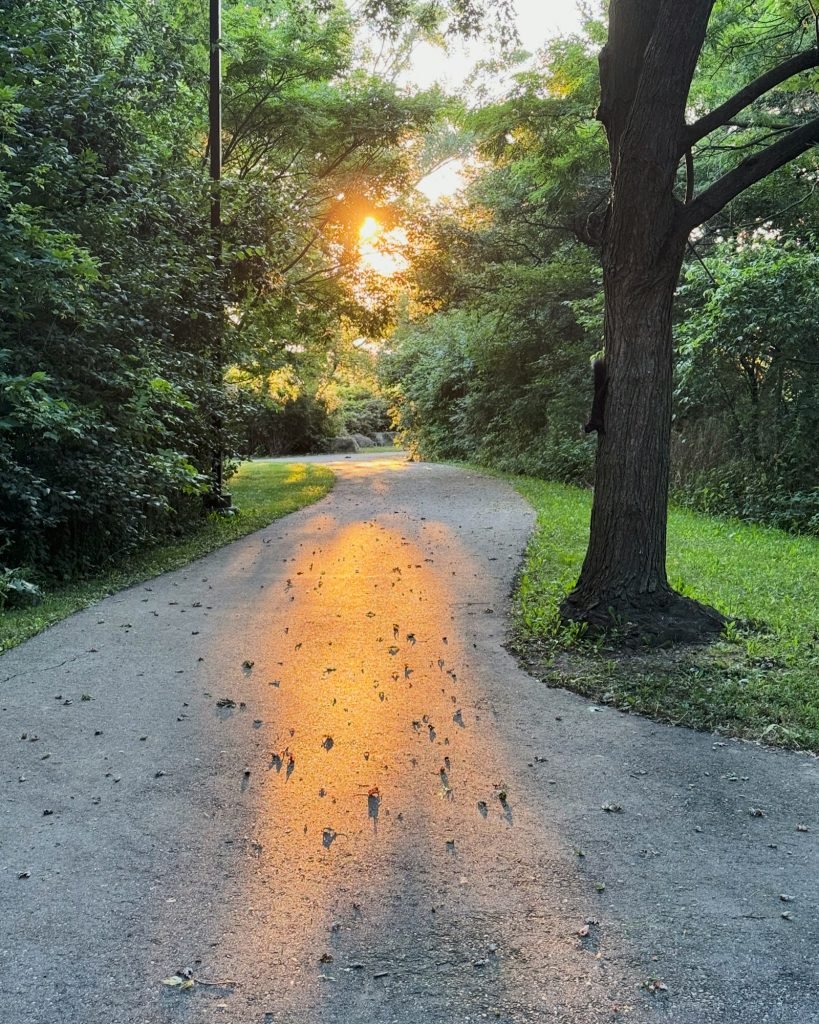 Caminho arborizado de parque iluminado pela luz do fim de tarde